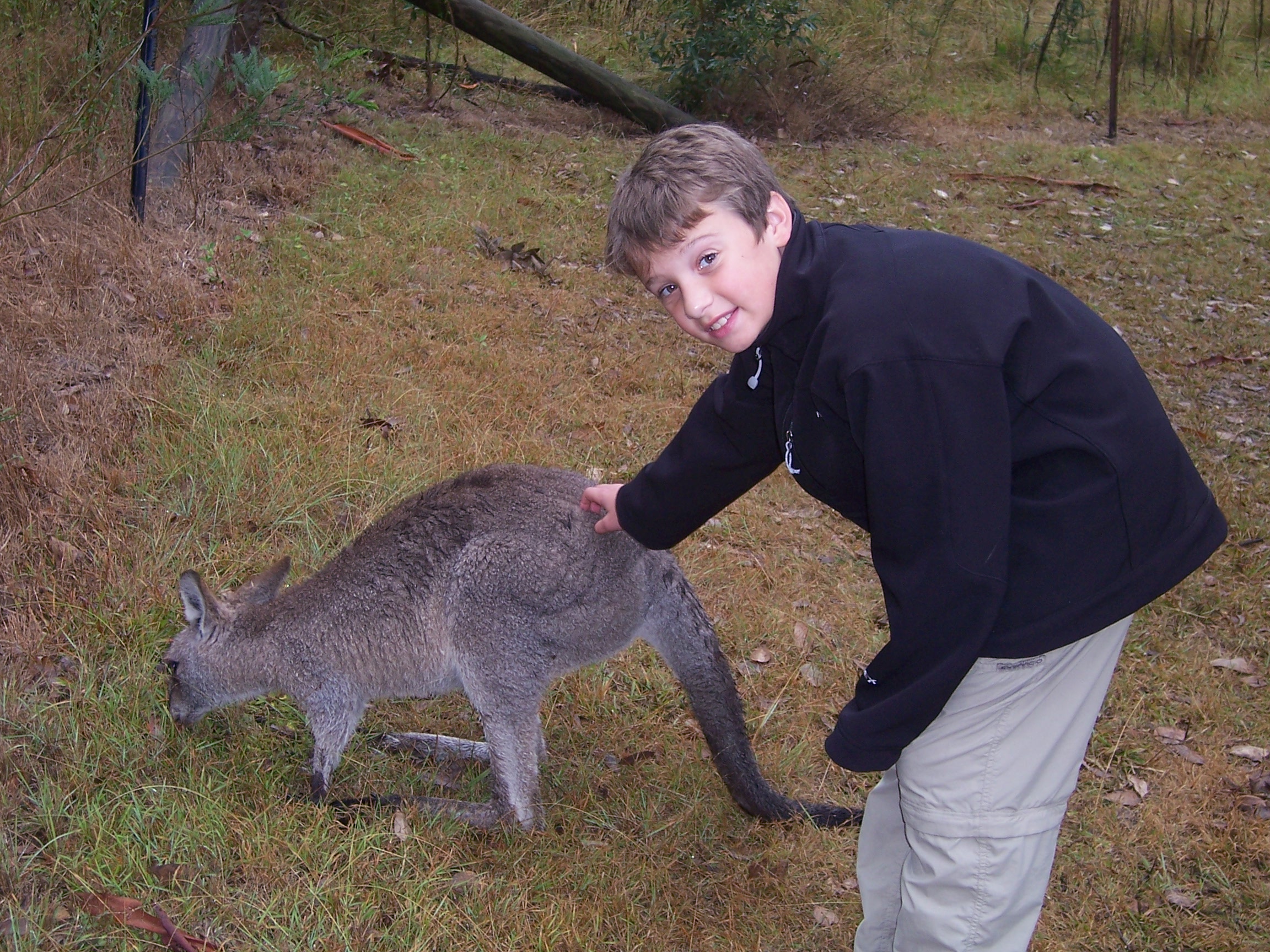 Petting a Kangaroo in Brisbane Australia.