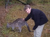 Petting a Kangaroo in Australia