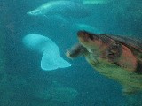Sjkor och skldpadda i Dallas World Aquarium