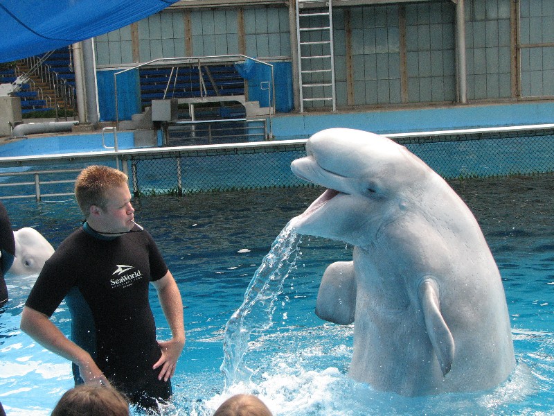 The kids got to interact directly with the beluga whales in a pool.