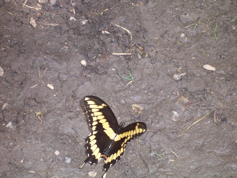 This butterfly happened to land where we were sitting so I took a photo, nice butterfly