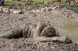 The mud wrestling show, one of the funniest shows at Scarborough Faire. It occurs in the evil mud pit