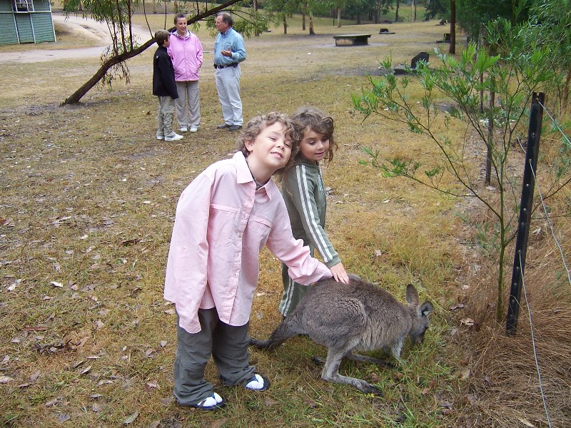 Petting Kangaroos in Australia.