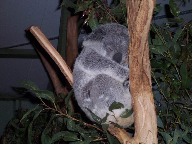 A sleeping Koala at the Brisbane Koala sanctuary