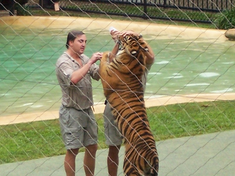Tigers at Brisbane Zoo, which is Crocodile hunters home zoo