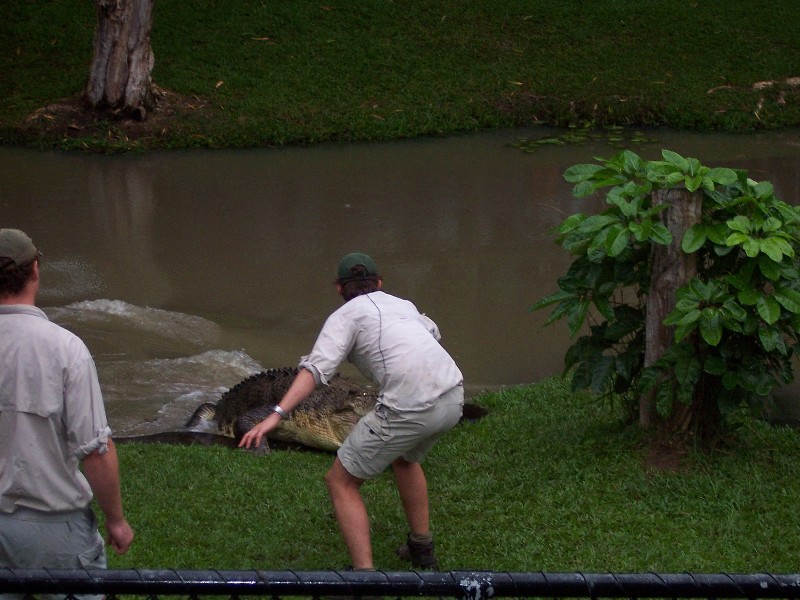 Argo was a very aggressive crocodile captured by Steve Irving alias Crocodile Hunter.