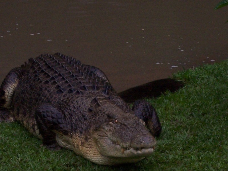 Argo was a very aggressive crocodile captured by Steve Irving alias Crocodile Hunter