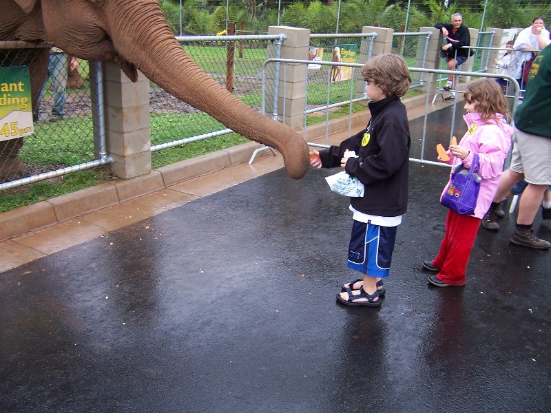 Feeding Elephants at Brisbane Zoo