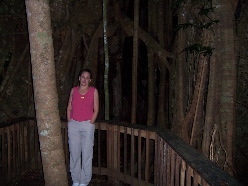 Gigant tree in the rain forest