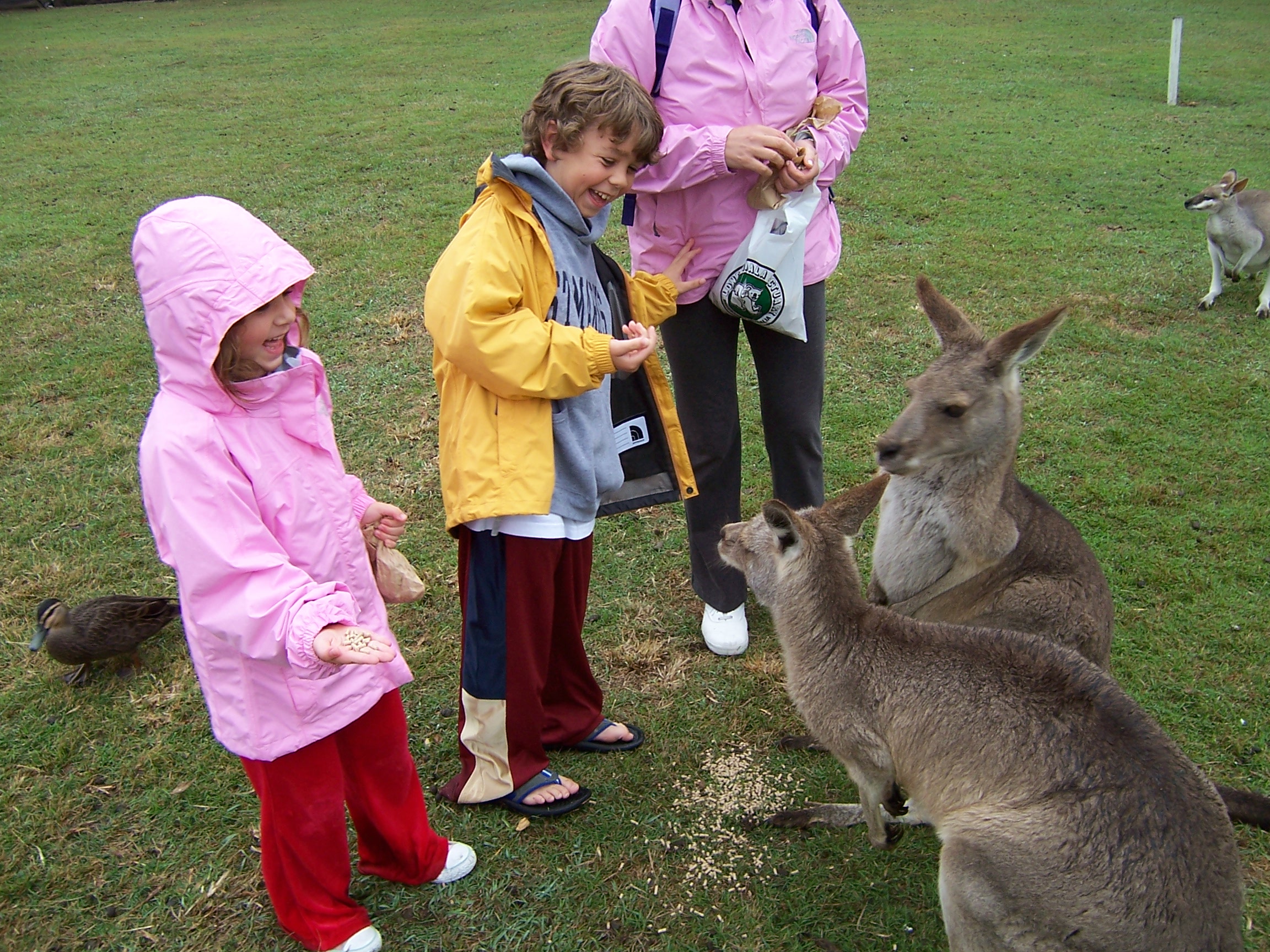 The greedy Kangaroo. This Kangaroo did not want to wait for a hand out, he just took the whole bag. But Henry, what manners you have