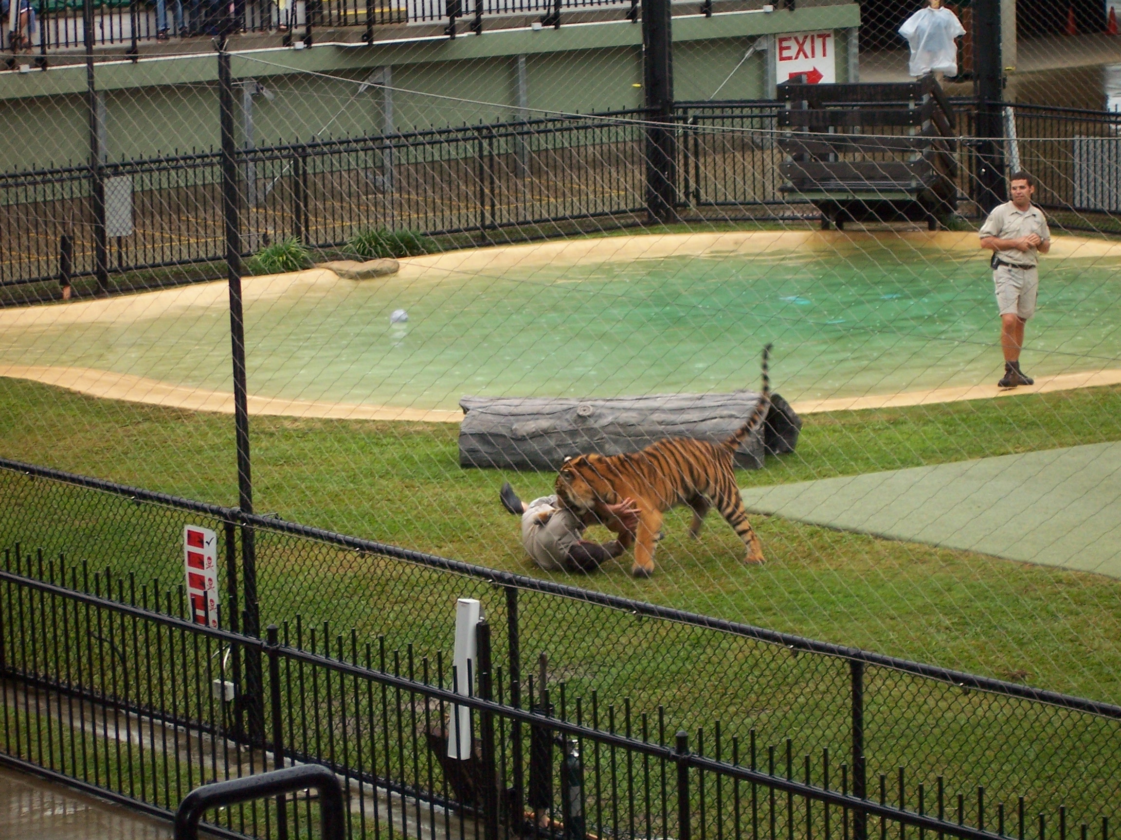 Tigers at Brisbane Zoo. Watch that man getting eaten. Well he actually wasn't.