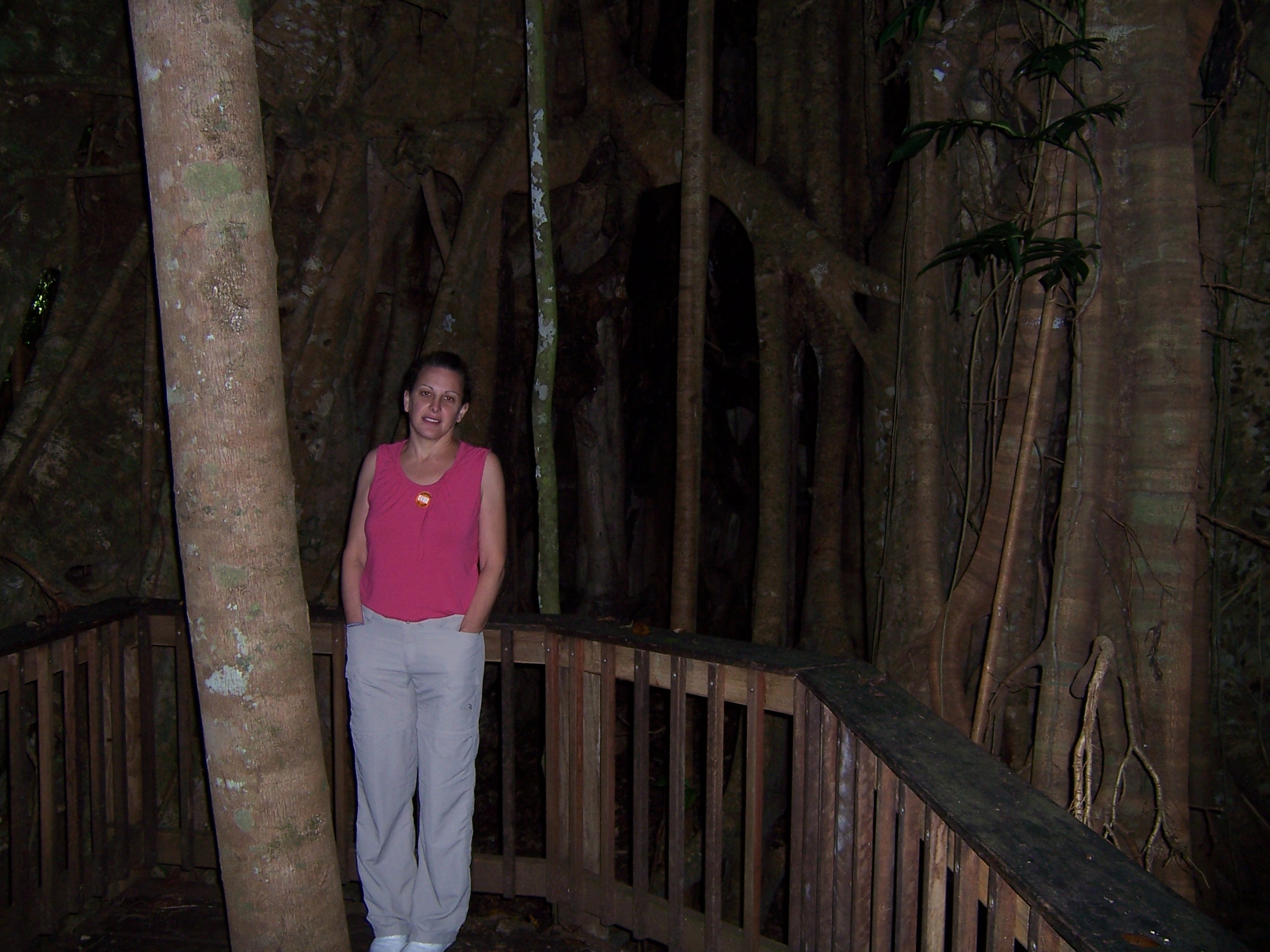 Gigant tree in the rain forest