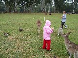 Feeding Kangaroos at the Brisbane Koala Sanctuary