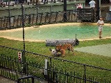 Tigers at Brisbane Zoo. Watch that man getting eaten.
