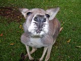 Close up of Kangaroo in the Brisbane Zoo.