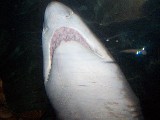 Shark overhead in Sydney Aquarium.