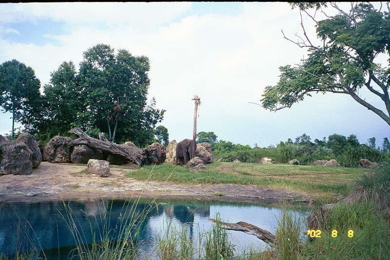 Elephants at the Animal Kingdom Disney World safari