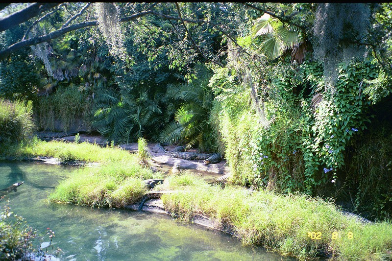 Crocodiles at the Animal Kingdom Disney World safari