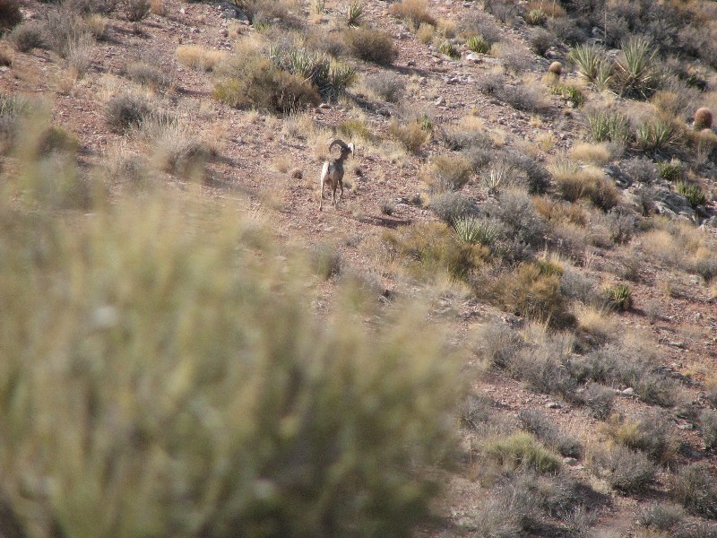 A big horn sheep was spotted by the Grand Canyon