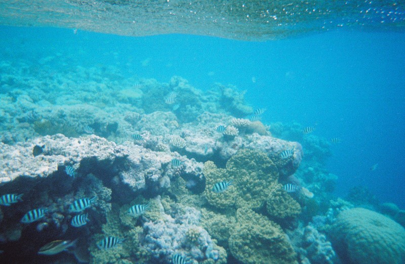 The coral reef was filled with fish in what ever direction you looked. This was taken just below the surface.