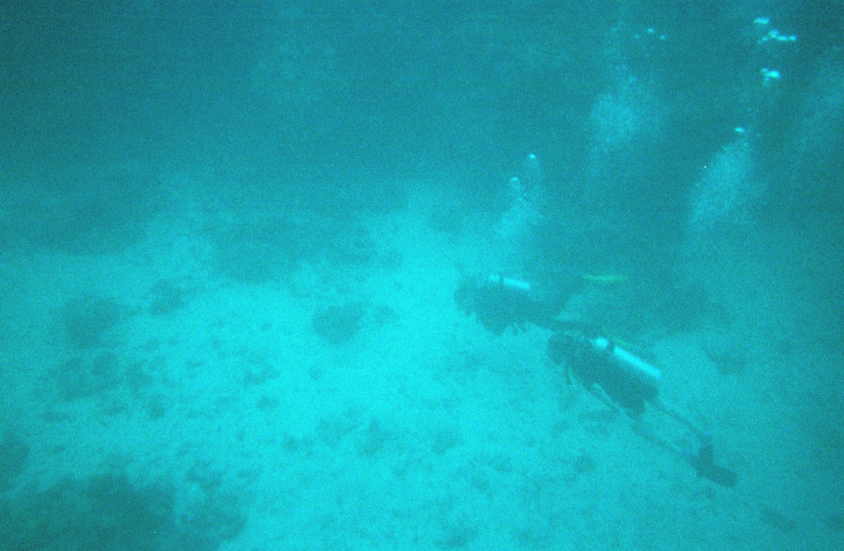 These divers swam pretty close to that shark