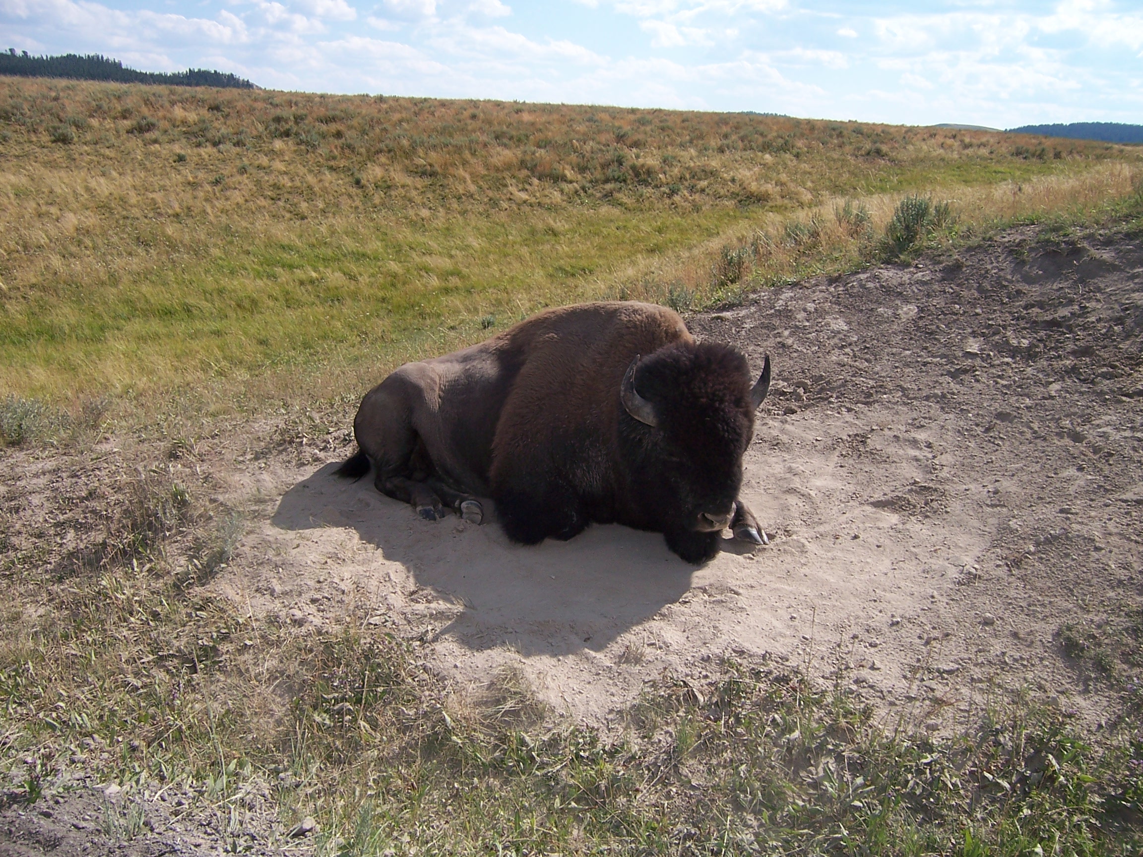 A buffalo (correct name is bison).