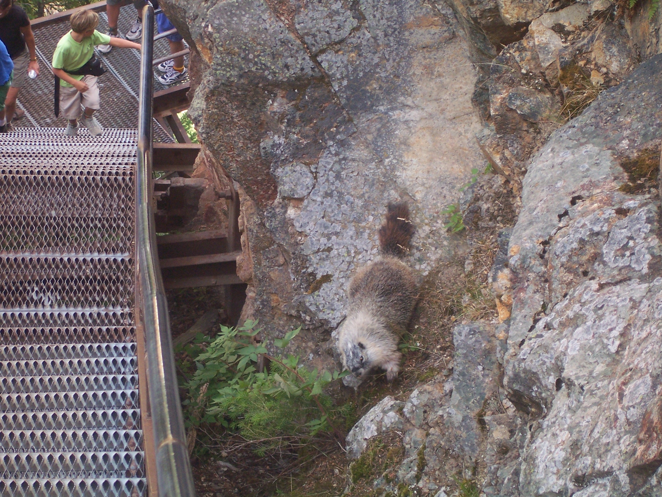 A marmot.