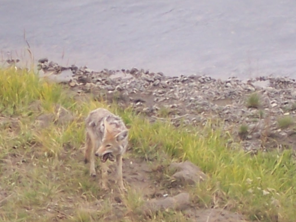 Coyote eating a rodent.