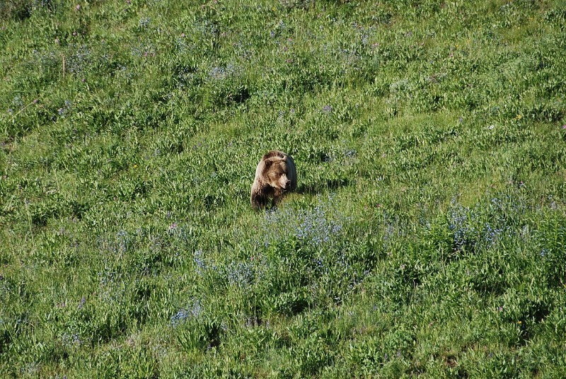 Grizzly Bear (Photo by Goncalves)