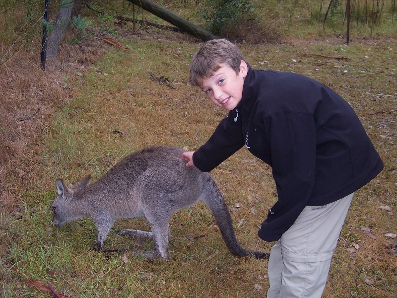 Petting a Kangaroo in Brisbane Australia