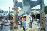 Jaws at Universal Studios