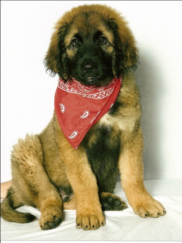 Bronco Leonberger puppy 3 months