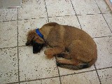 Bronco sleeping (Leonberger puppy)