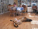 Bronco sleeping (Leonberger puppy)