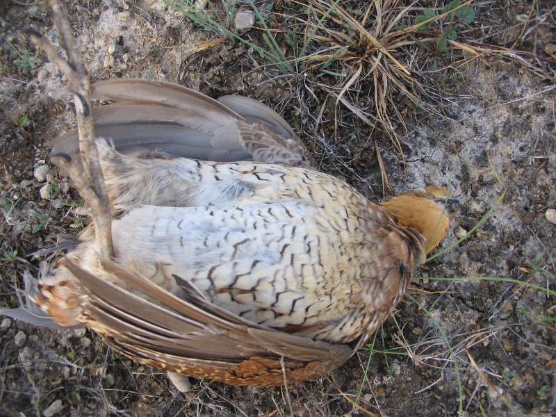 This dead bird has just been shot