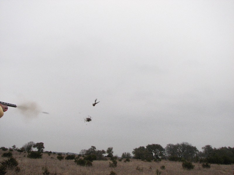 Quail dying in midair (Good Photo). This is the barrel of Kelans gun. Notice that photo captures the shot in action (milli second precision)