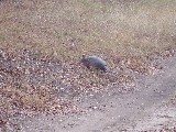 We were going to go deer hunting when we saw an Armadillo at the gun range