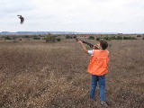 Kelan shooting a Quail. In the morning the boys shot 45 birds and in the afternoon 44 birds