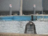Dolphin peeking at us