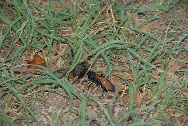 This Tarantula Wasp stung a Tarantula and dragged it about a 100 feet in under the girls bathroom at Camp Classen Oklahoma