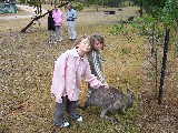 Petting Kangaroos in Australia.