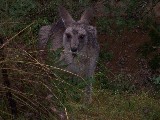 Blue Mountains, Wild Kangaroos