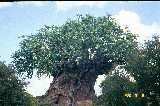 The great Kapok tree at Animal Kingdom