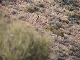 A big horn sheep was spotted by the Grand Canyon