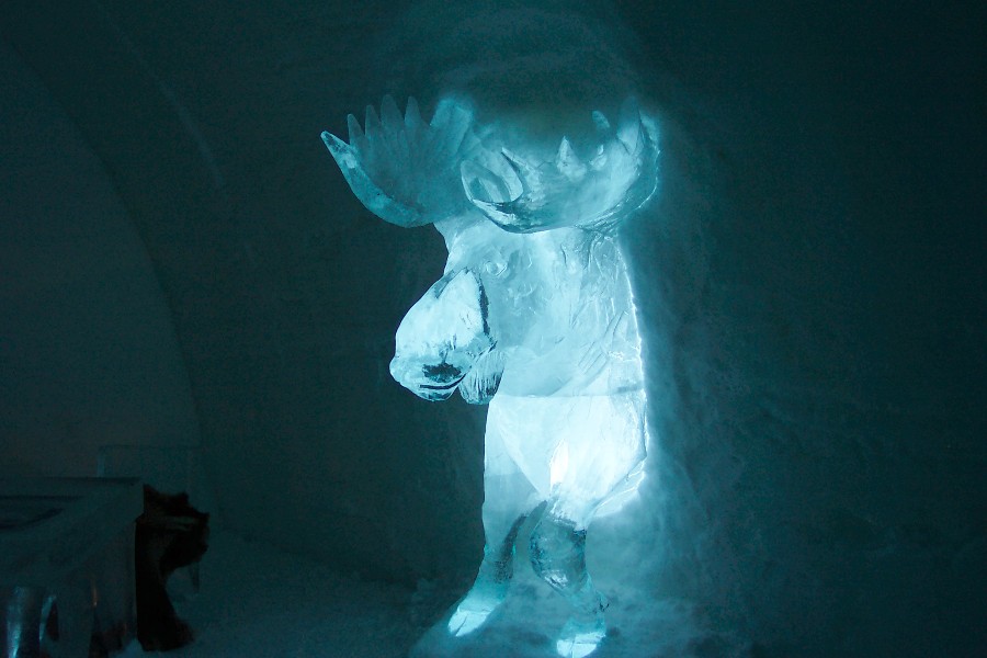 A moose in one of the rooms in the Ice Hotel