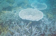 Various Corals