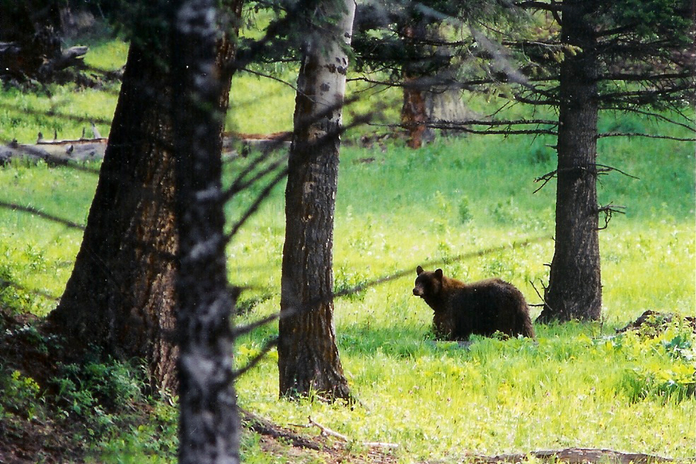 Grizzly Bear in Yellowstone