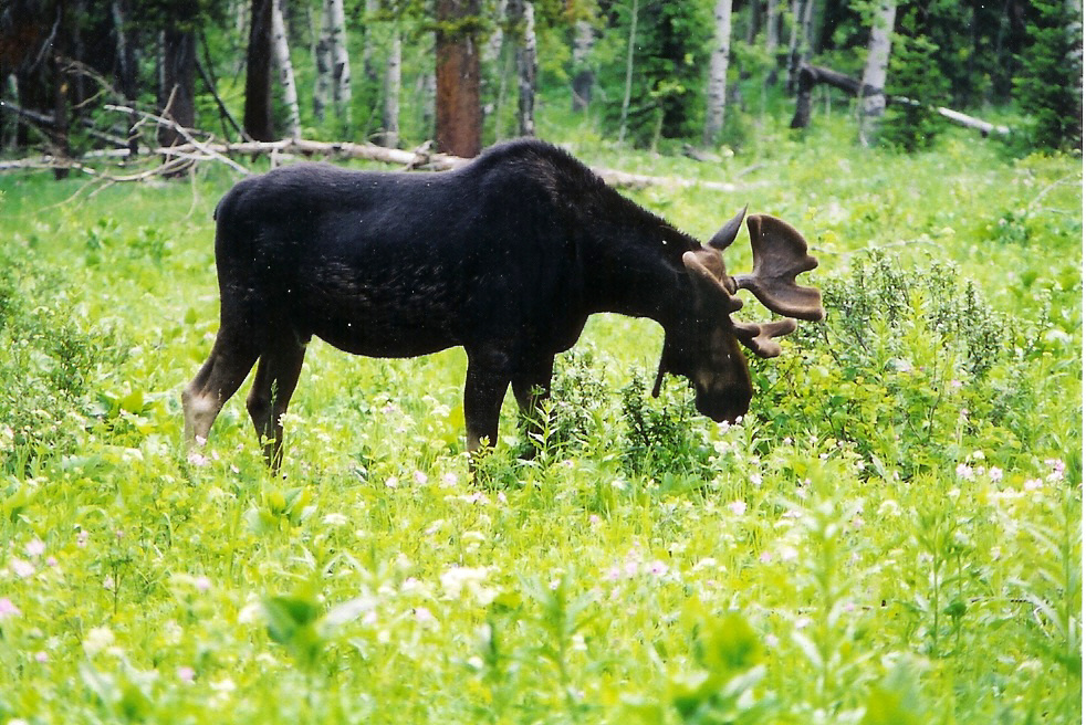 Moose, Grand Teton National Park.