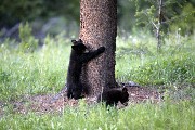 Black Bear Cubs in Yellowstone