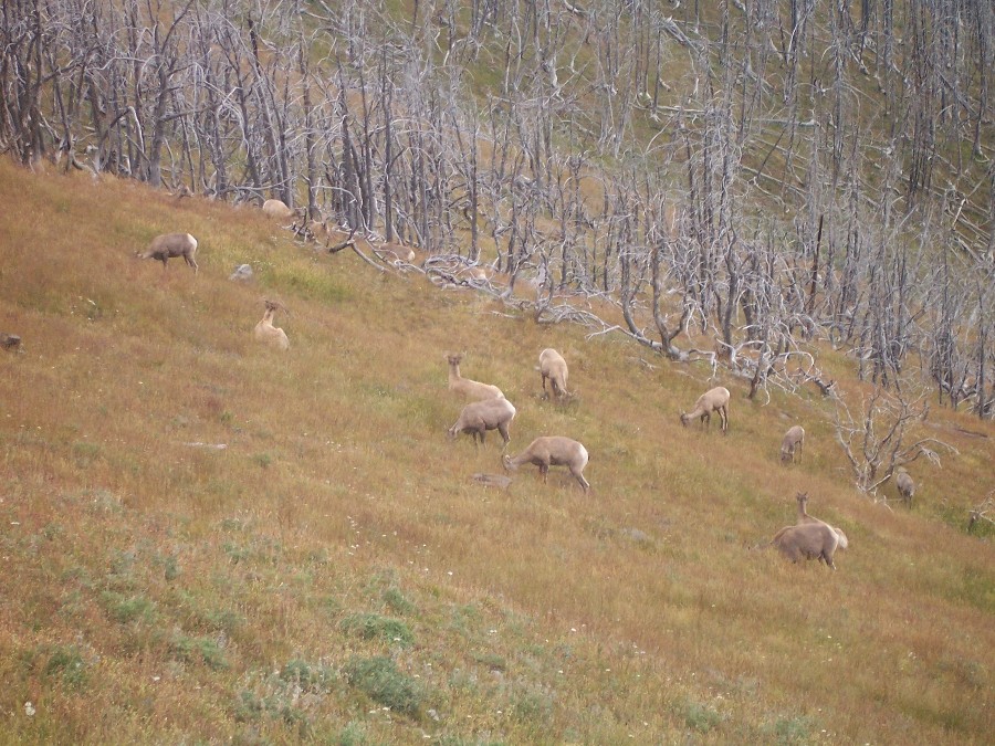Female Bighorn Sheep on Mount Washburn, they look like goats.